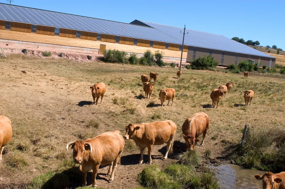 Stabulation photovoltaïque avec panneaux solaires sur toiture agricole